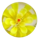 Stockrose - gelb 16mm