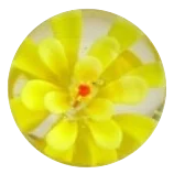 Stockrose - gelb 22mm